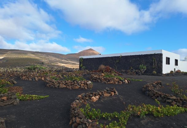 Grapes in Lanzarote