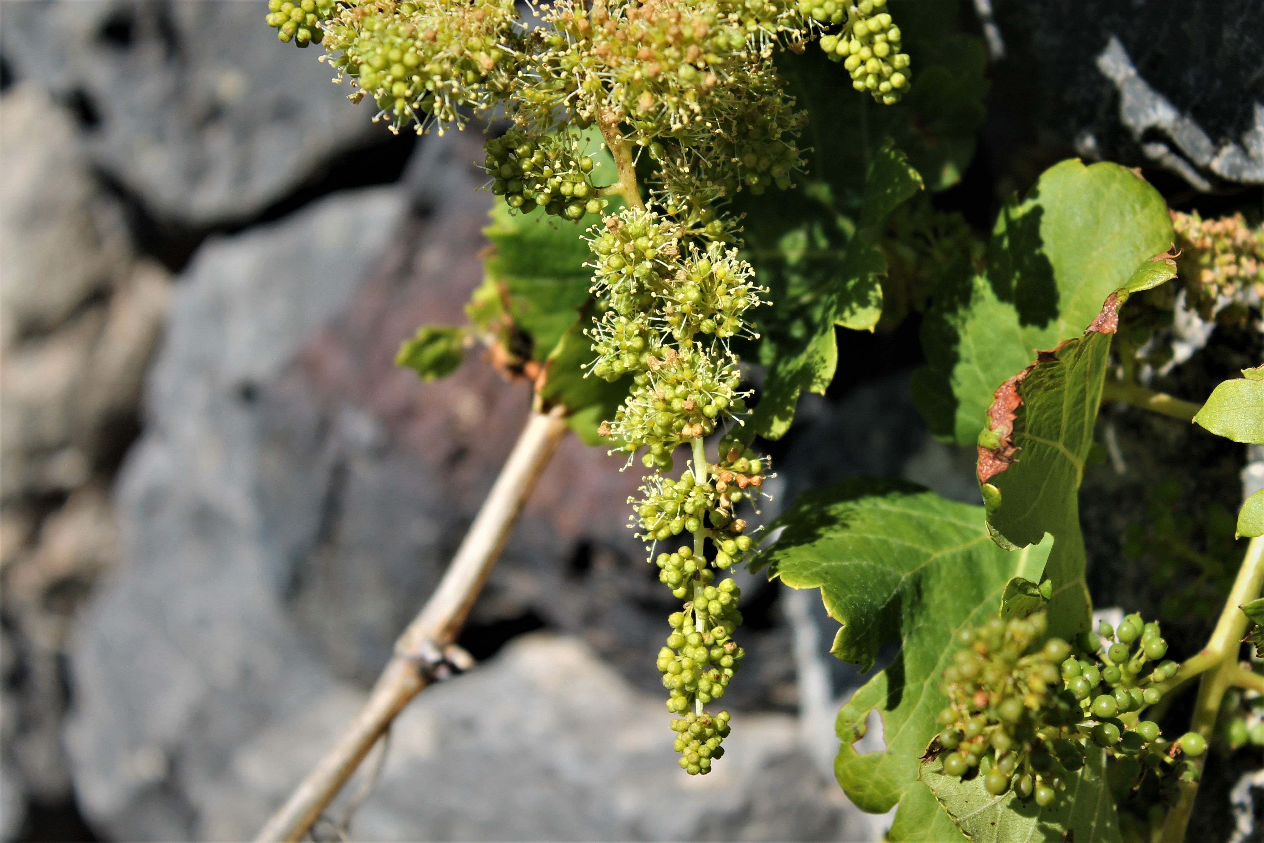 Wine Tours Lanzarote | Vega de Yuco