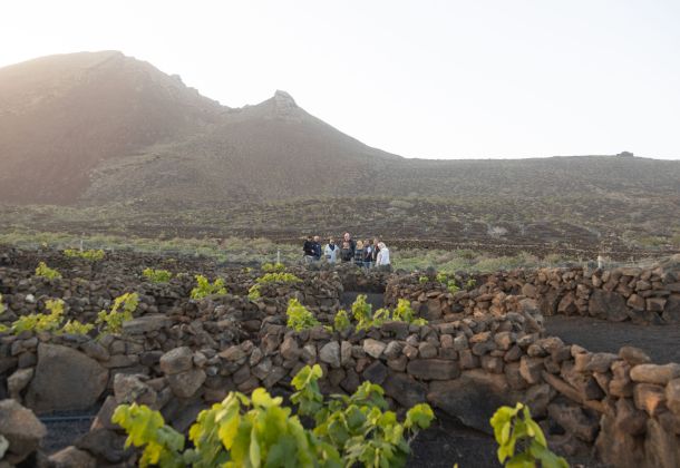 Bodega Olivina Grapes