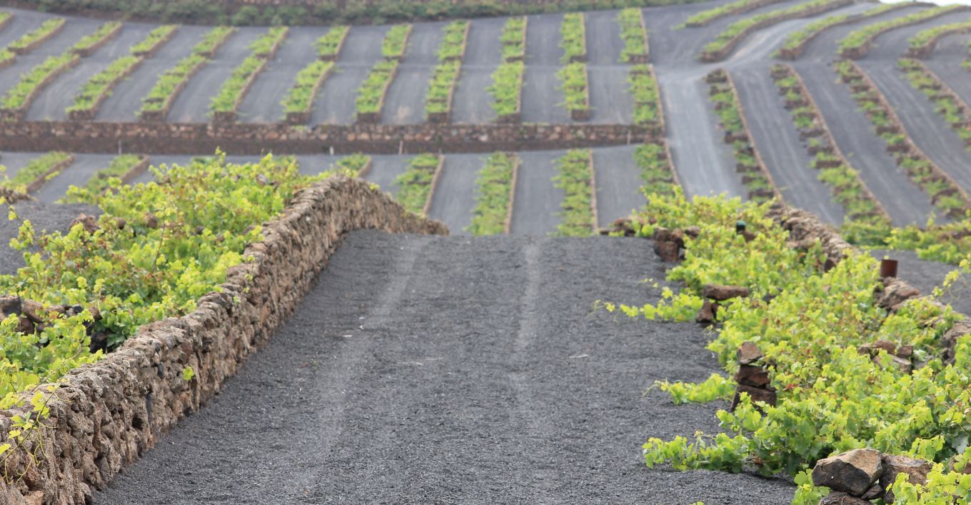 Meet the Winemaker – Tomas Mesa at Vega de Yuco